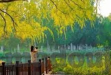 麻豆传媒杜冰若-杜冰若，麻豆传媒的幕后——匠心独运下的文化影响与个人重塑